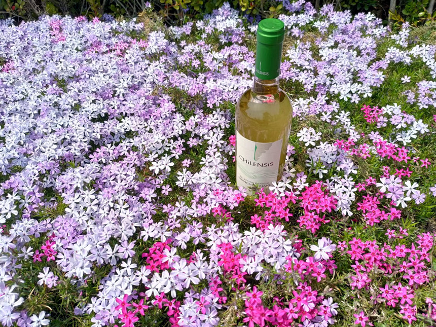 樅木紅酒知識(shí) | 葡萄酒常見(jiàn)的幾種花香